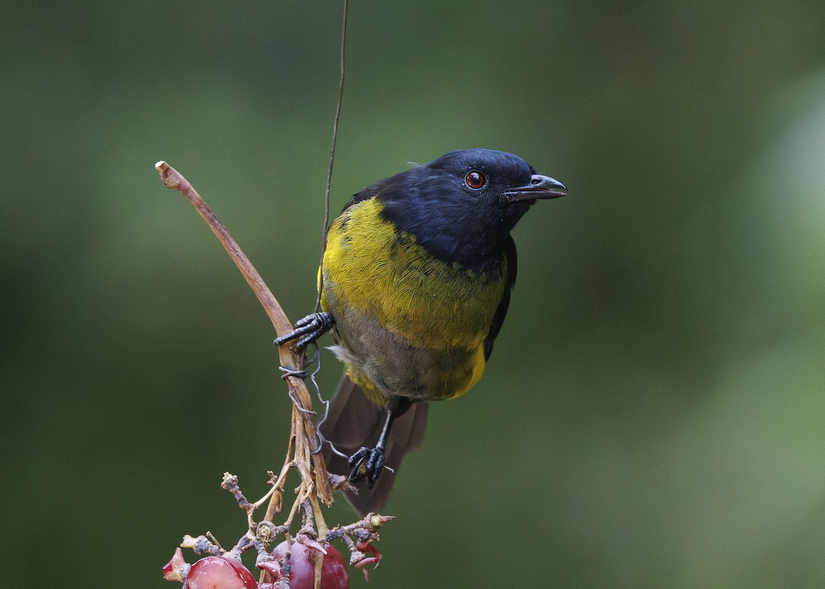 Capulinero Negrigualdo - ML641449985