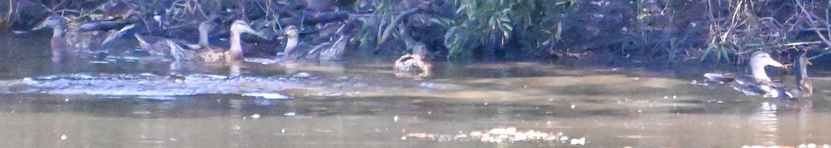 Stockente - ML641450022
