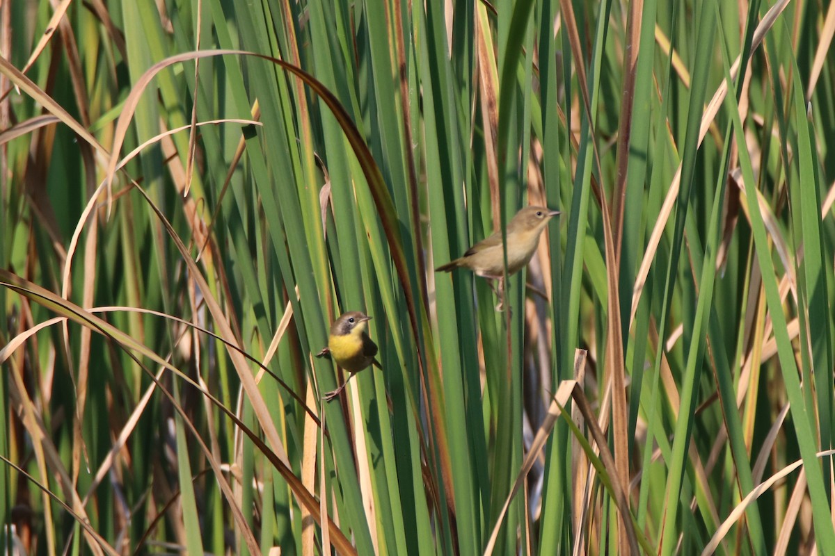 Common Yellowthroat - ML641450028