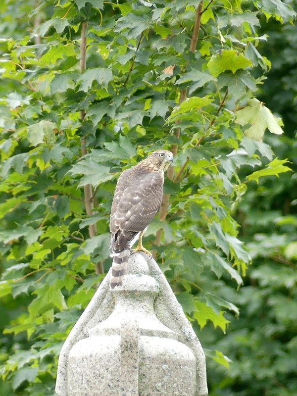 Cooper's Hawk - ML641450037