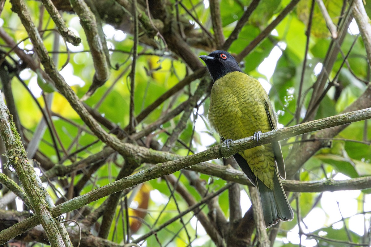 Black-headed Berryeater - ML641450163