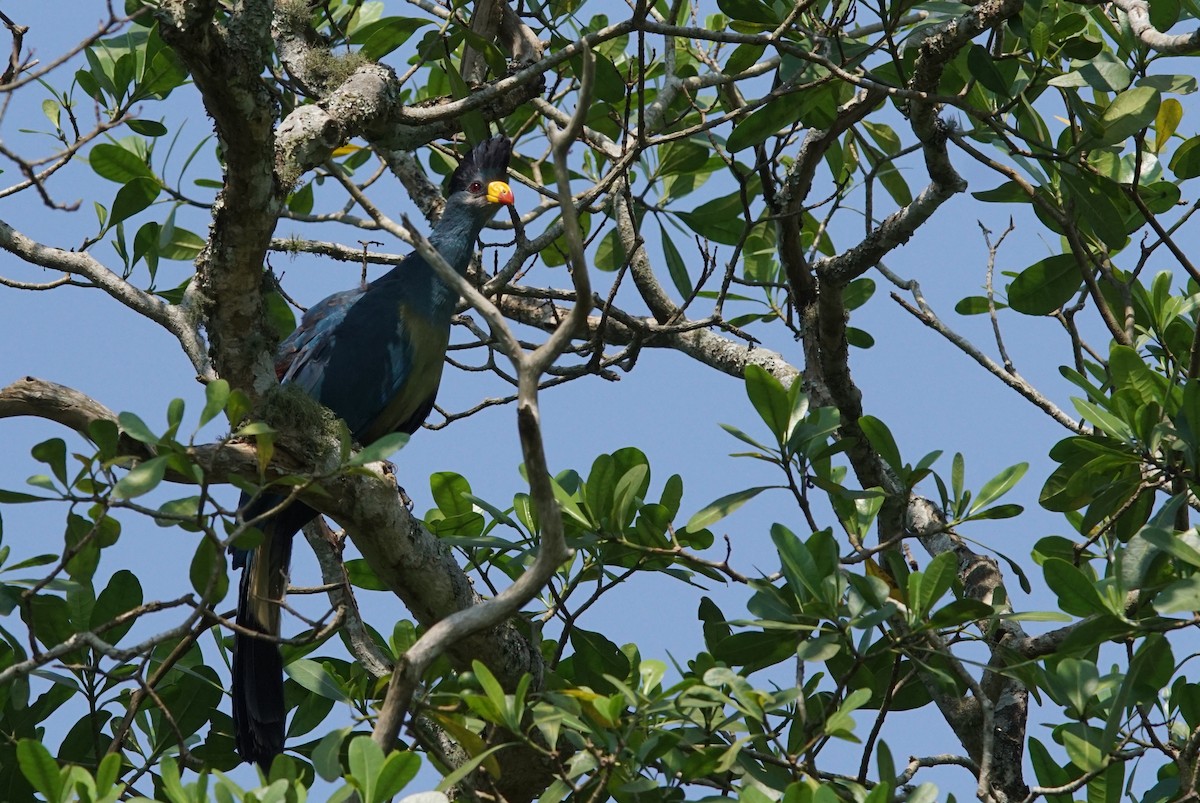 Great Blue Turaco - ML641450169