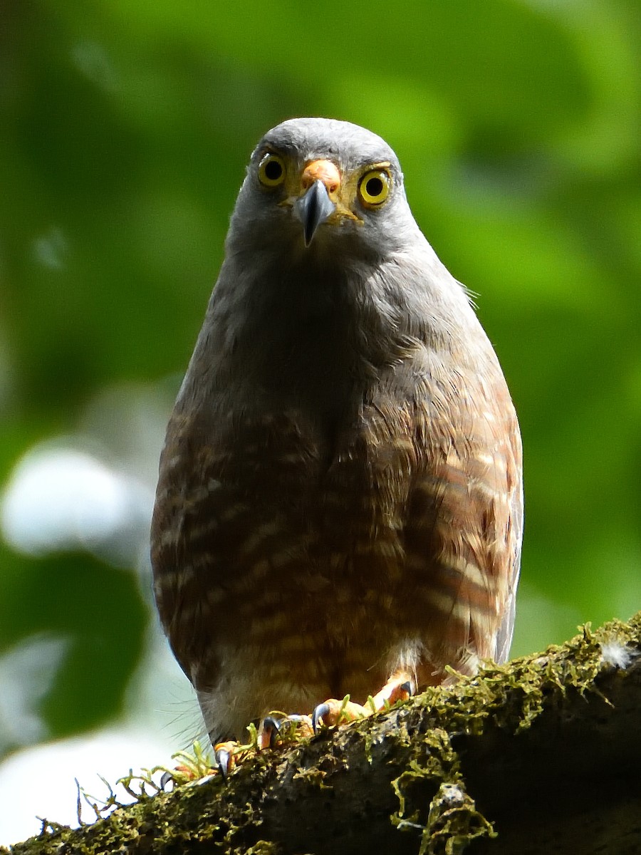 Roadside Hawk - ML641450171