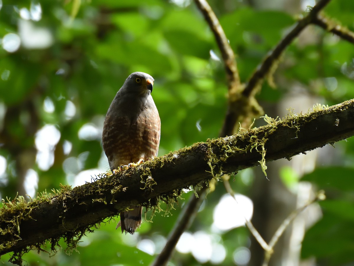 Roadside Hawk - ML641450173