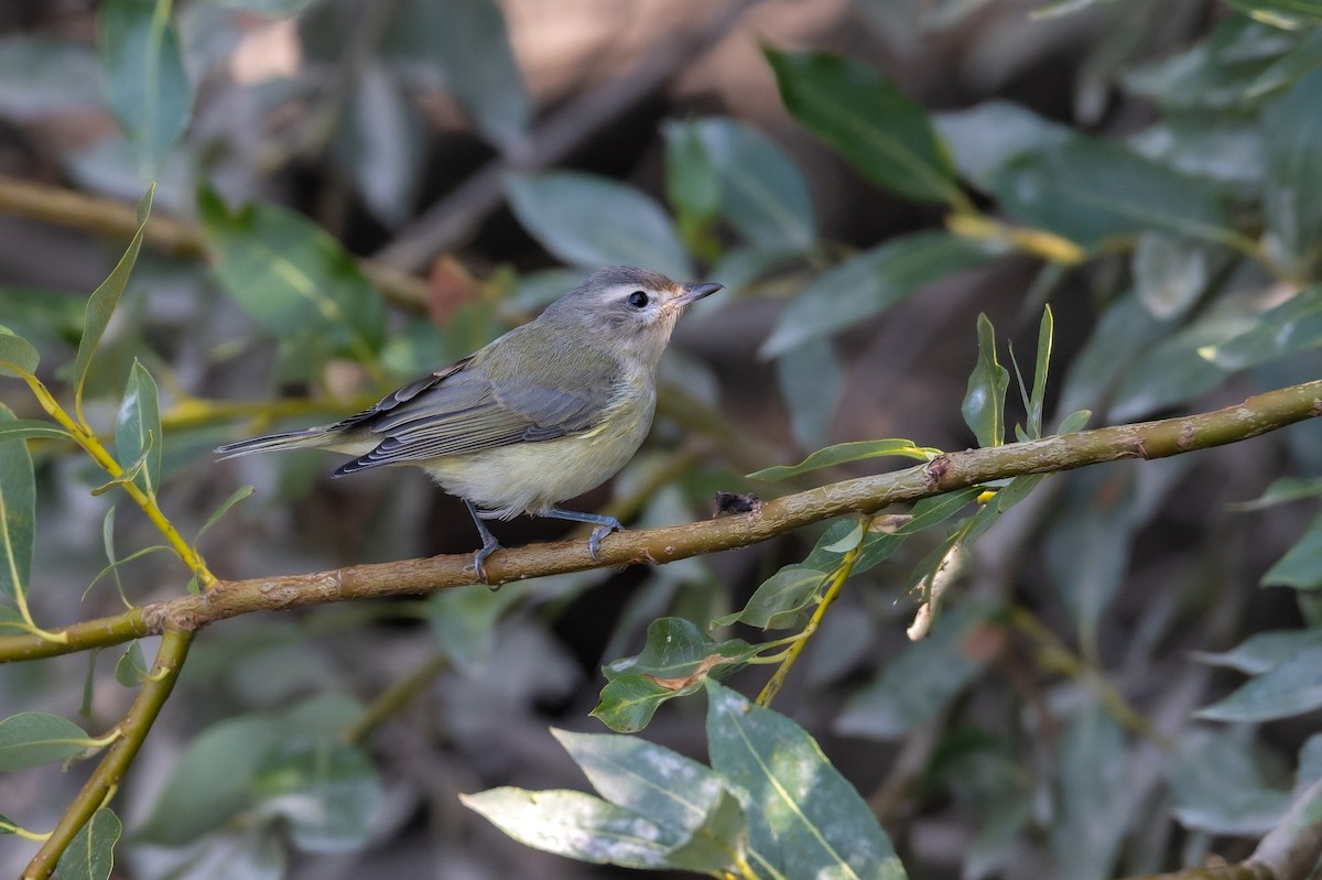 Eastern/Western Warbling Vireo - ML641450179