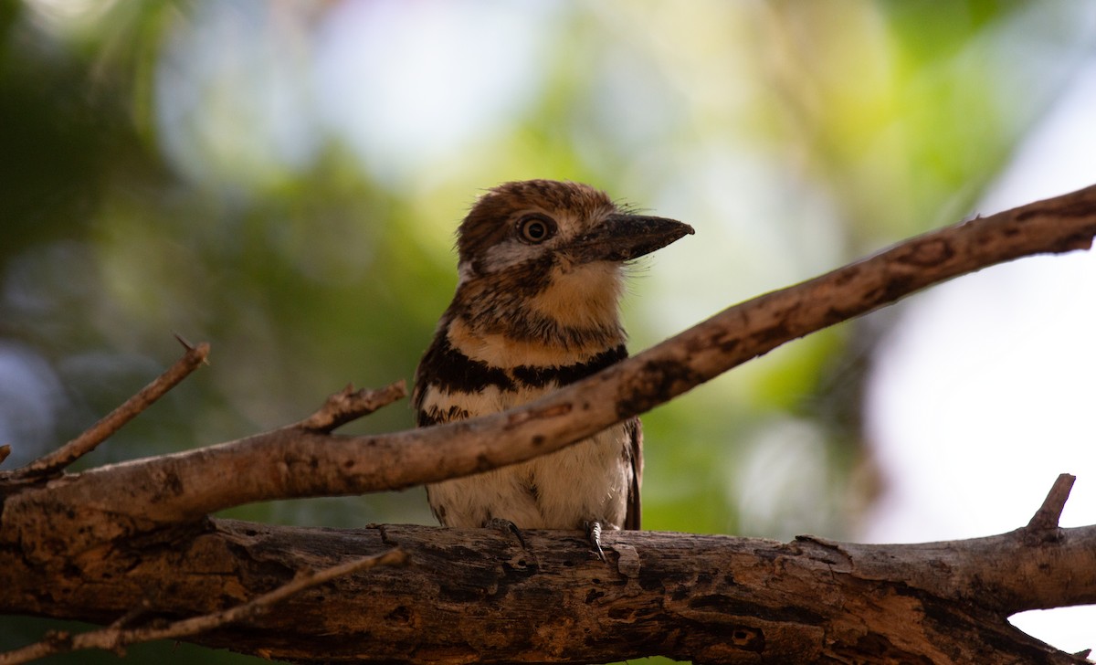 Two-banded Puffbird - ML641450207