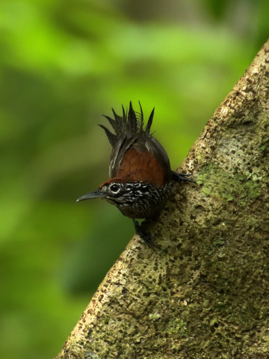 Riverside Wren - ML641450241