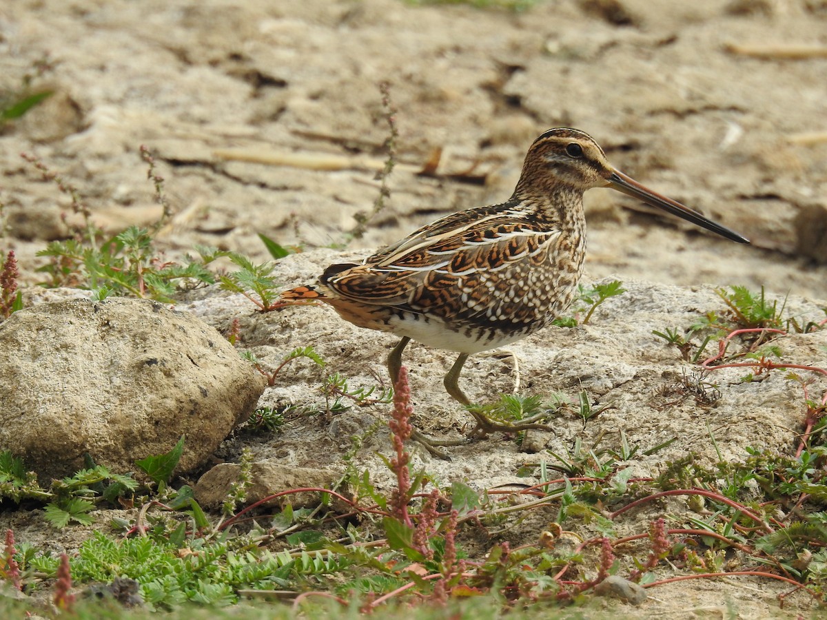 Common Snipe - ML641450253