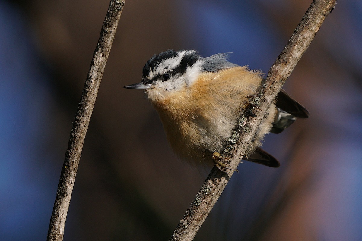 Red-breasted Nuthatch - ML641450266