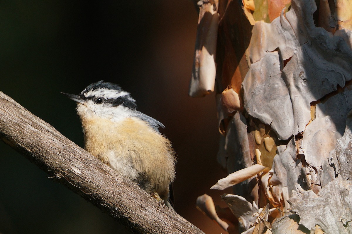 Red-breasted Nuthatch - ML641450267