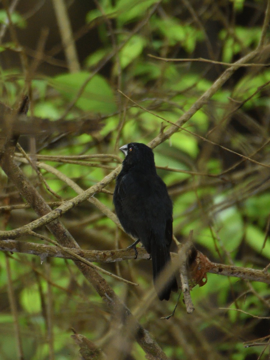 Blue-black Grosbeak - ML641450268