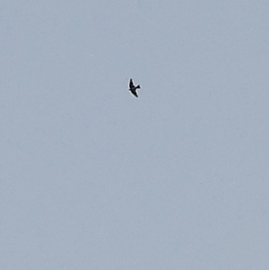 swallow sp. - ML641450270