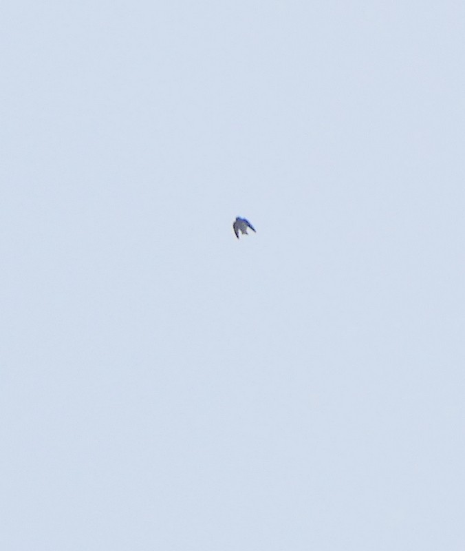 swallow sp. - ML641450271