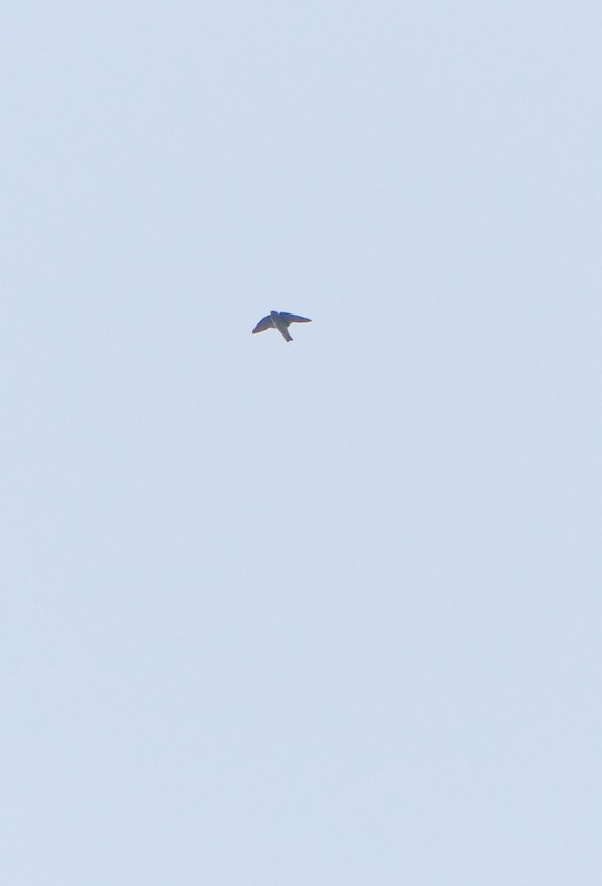 swallow sp. - ML641450272