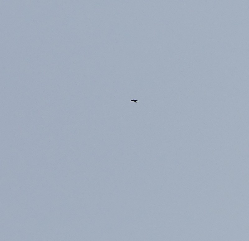 swallow sp. - ML641450273