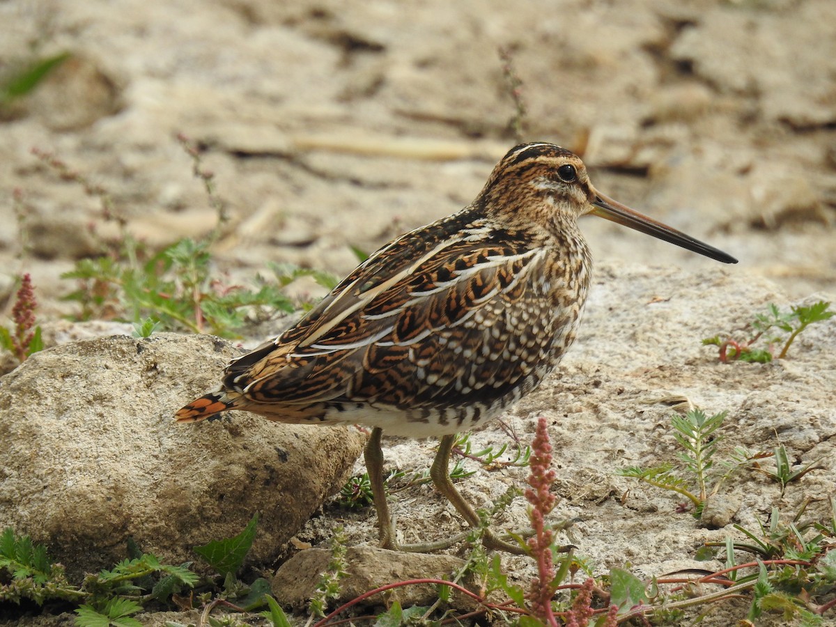 Common Snipe - ML641450276