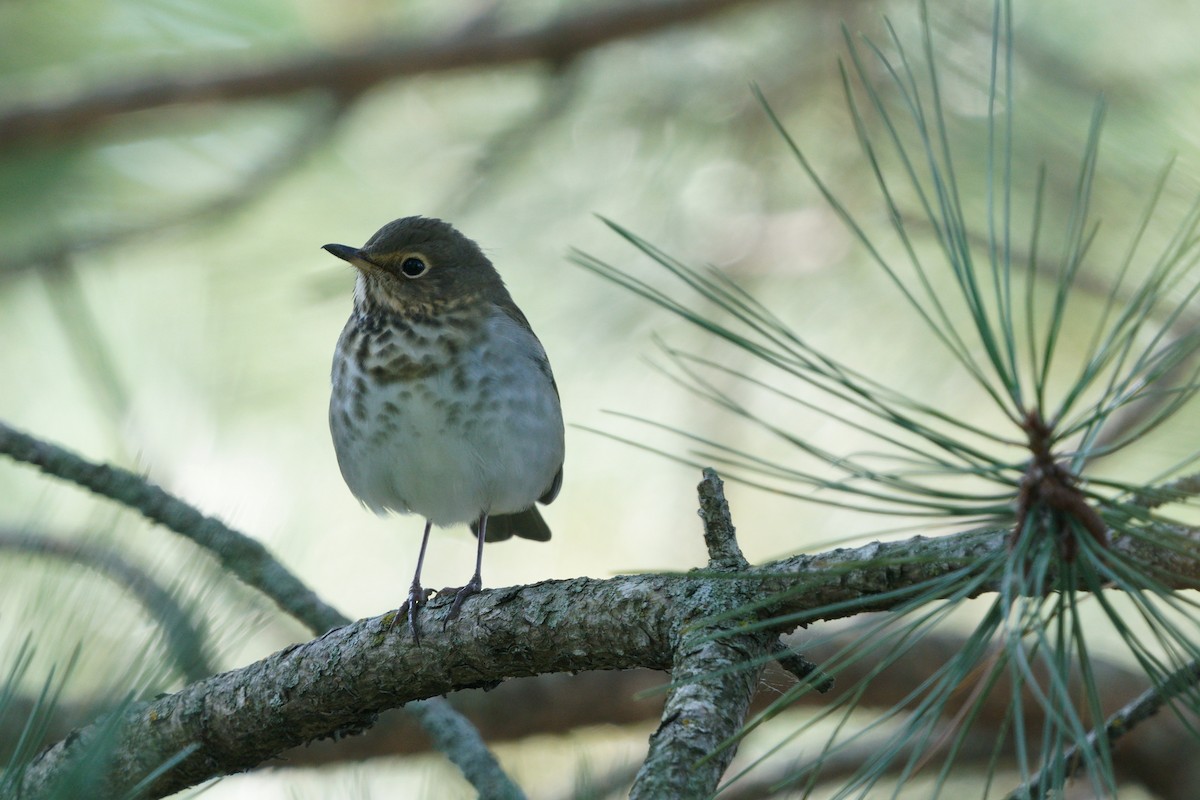 Swainson's Thrush - ML641450288