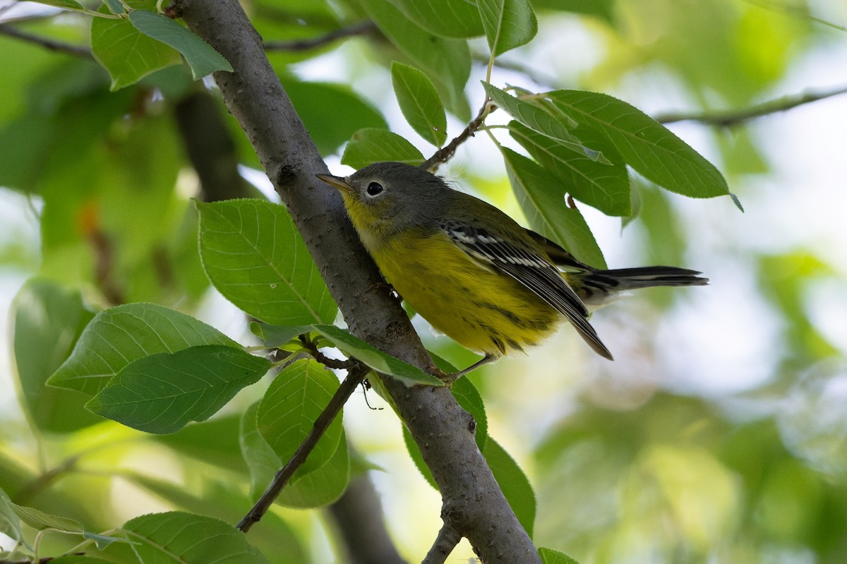 Magnolia Warbler - ML641450299