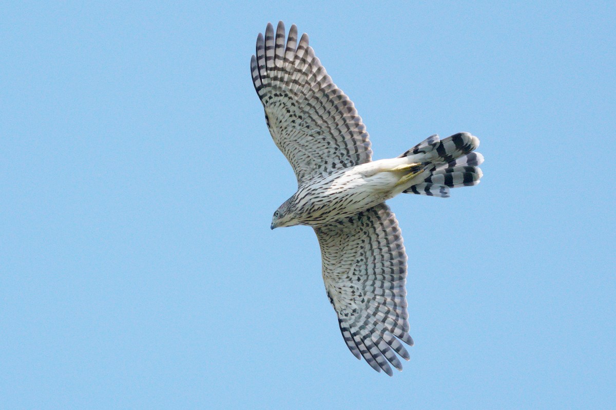 Cooper's Hawk - ML641450305