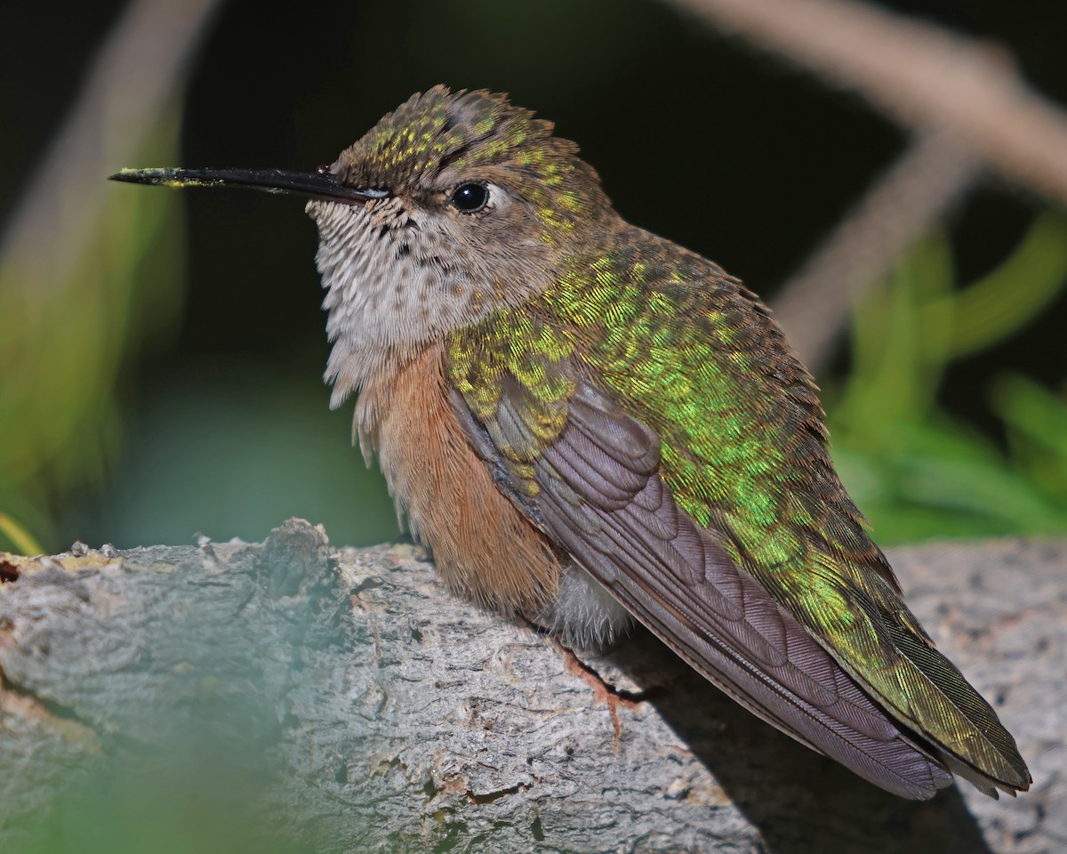 Broad-tailed Hummingbird - ML641450317