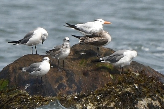 Royal Tern - ML641450332