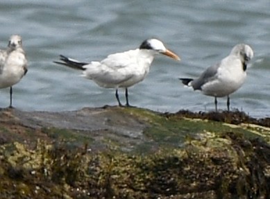 Royal Tern - ML641450333