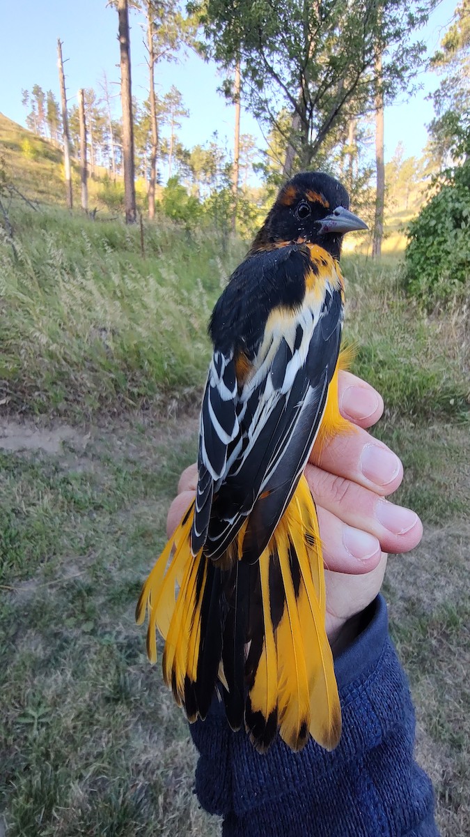 Bullock's x Baltimore Oriole (hybrid) - ML641450352