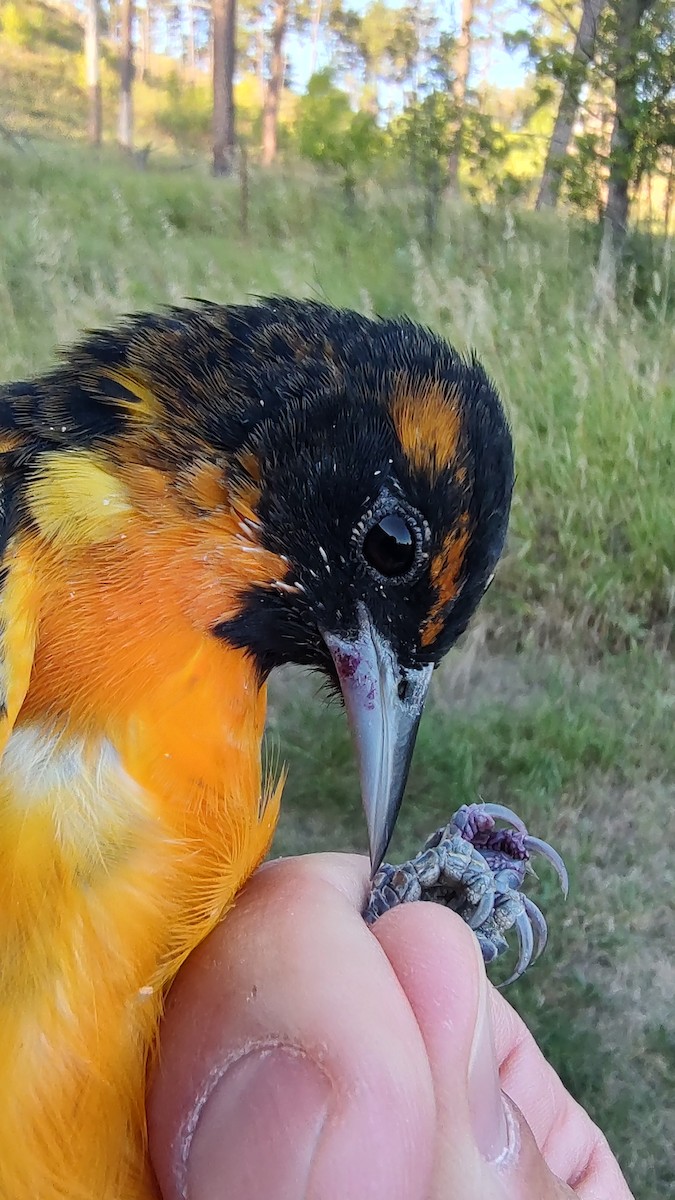 Bullock's x Baltimore Oriole (hybrid) - ML641450353
