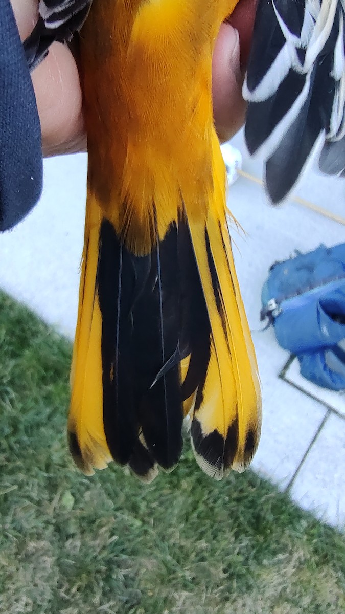 Bullock's x Baltimore Oriole (hybrid) - ML641450355