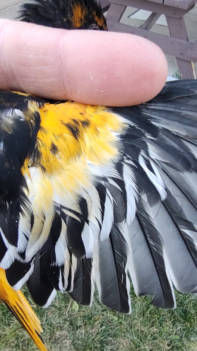 Bullock's x Baltimore Oriole (hybrid) - ML641450356