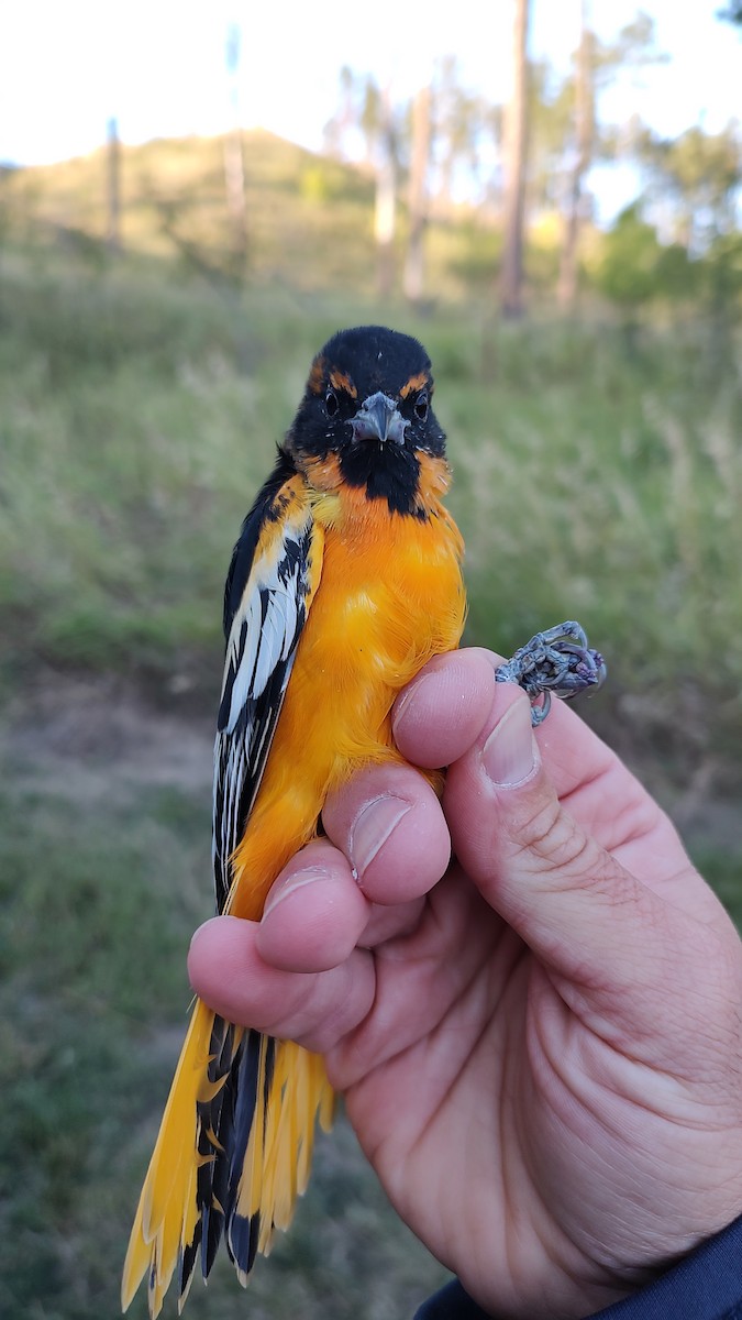 Bullock's x Baltimore Oriole (hybrid) - ML641450357