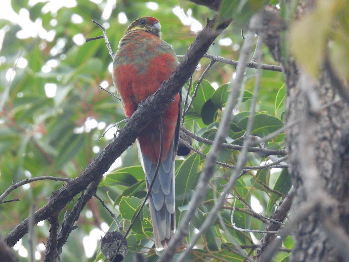 Western Rosella - ML641450368