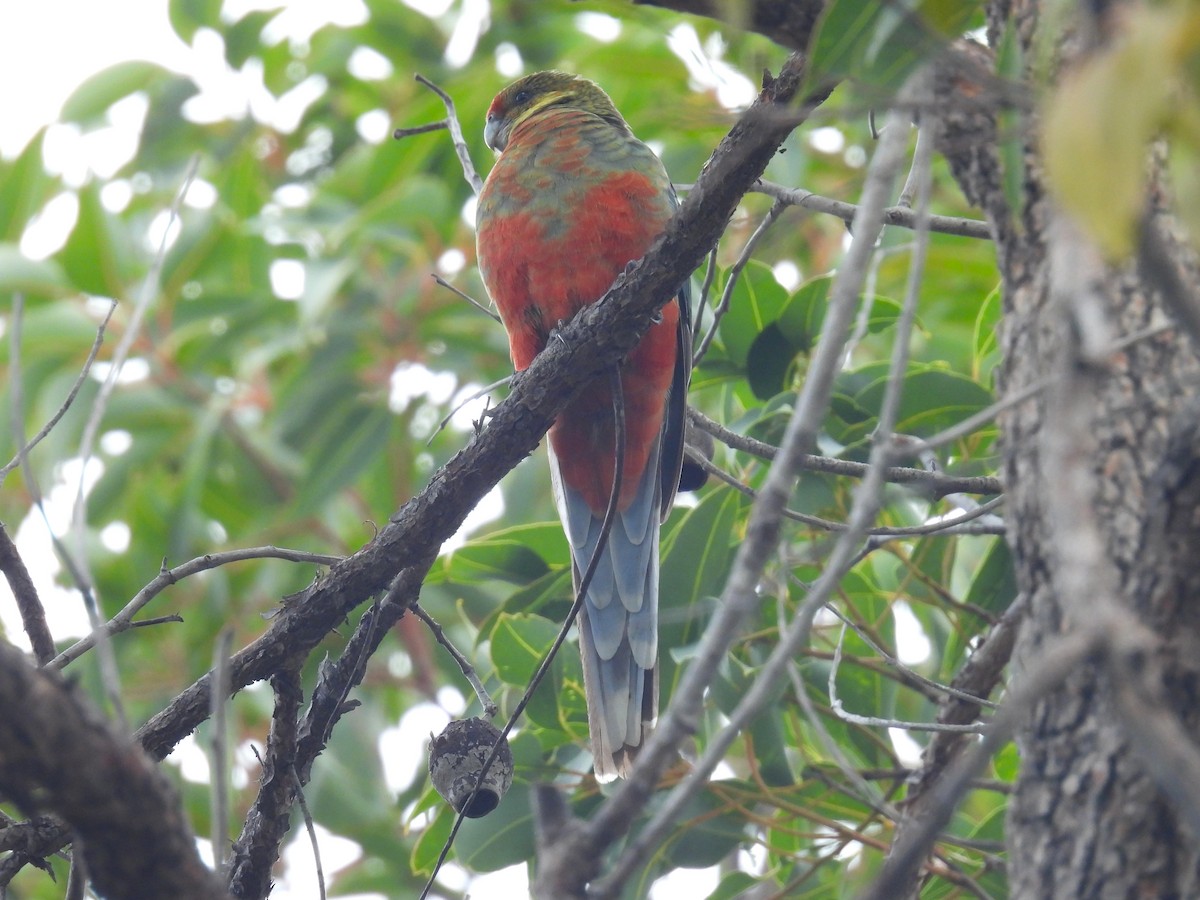 Western Rosella - ML641450369