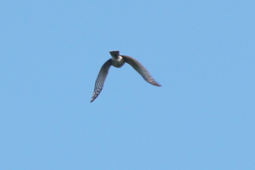 Sharp-shinned/Cooper's Hawk - ML641450382