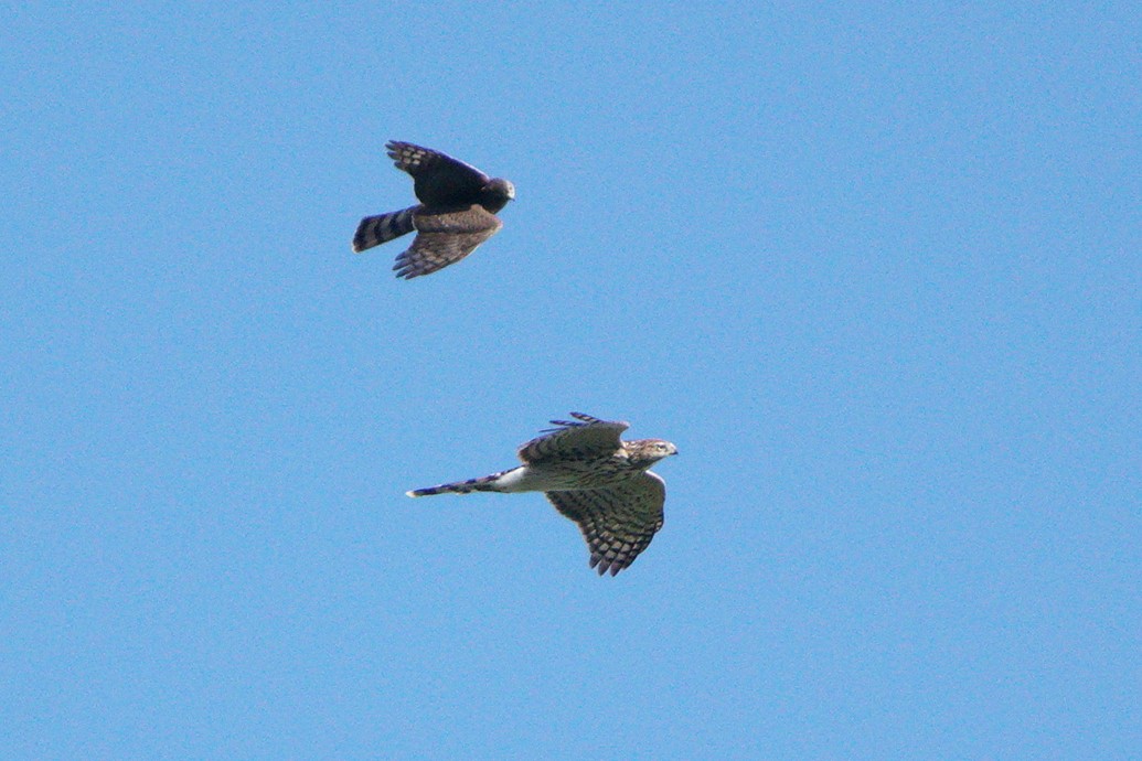 Sharp-shinned/Cooper's Hawk - ML641450384