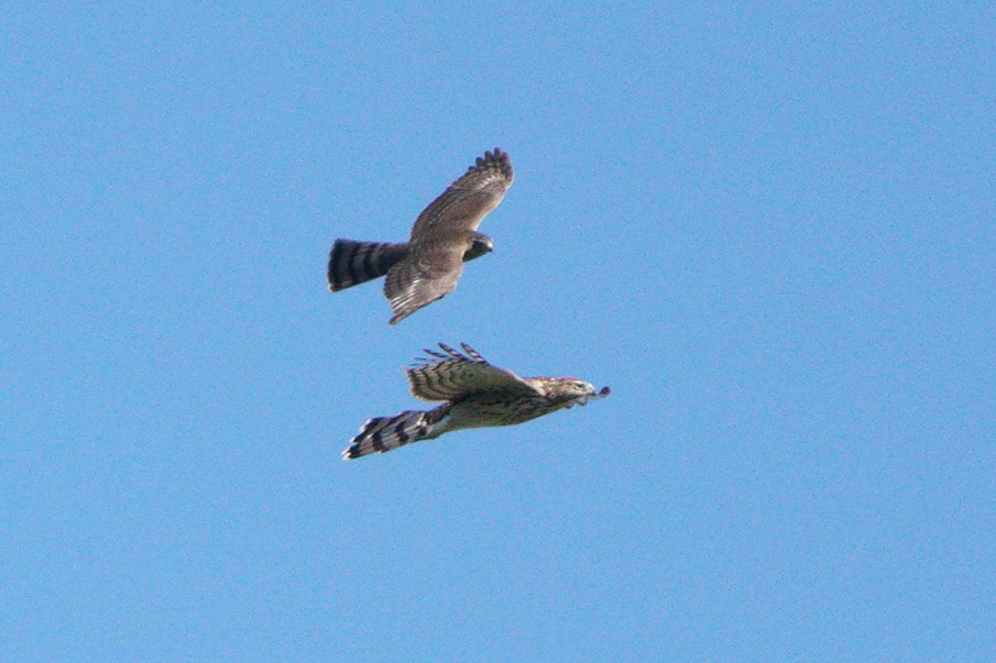 Sharp-shinned/Cooper's Hawk - ML641450385