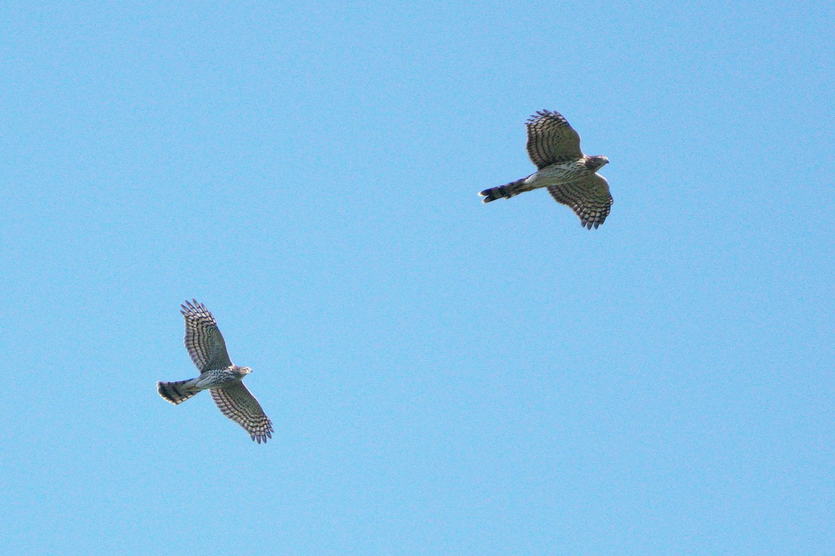 Sharp-shinned/Cooper's Hawk - ML641450386