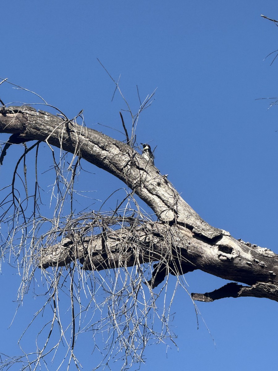 Acorn Woodpecker - ML641450411
