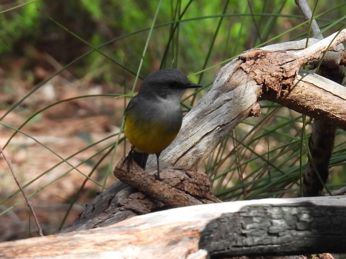Western Yellow Robin - ML641450422