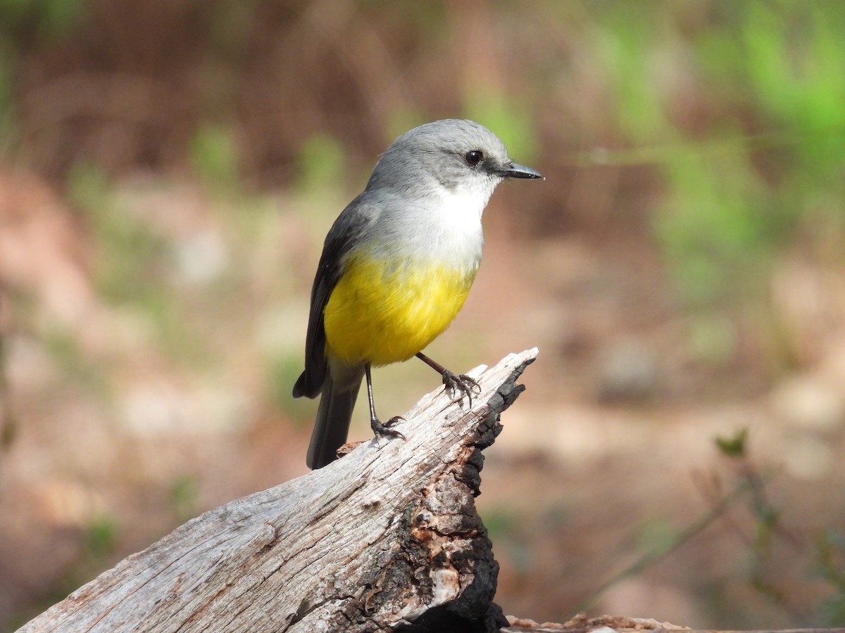 Western Yellow Robin - ML641450423