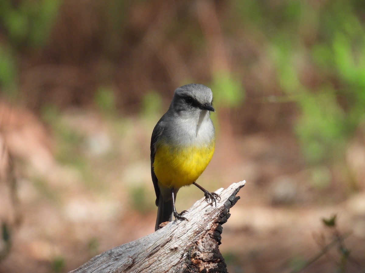 Western Yellow Robin - ML641450425