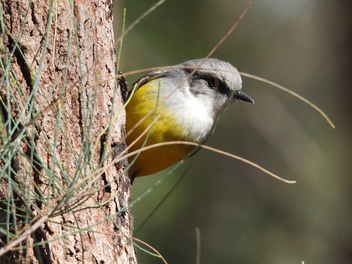 Western Yellow Robin - ML641450426