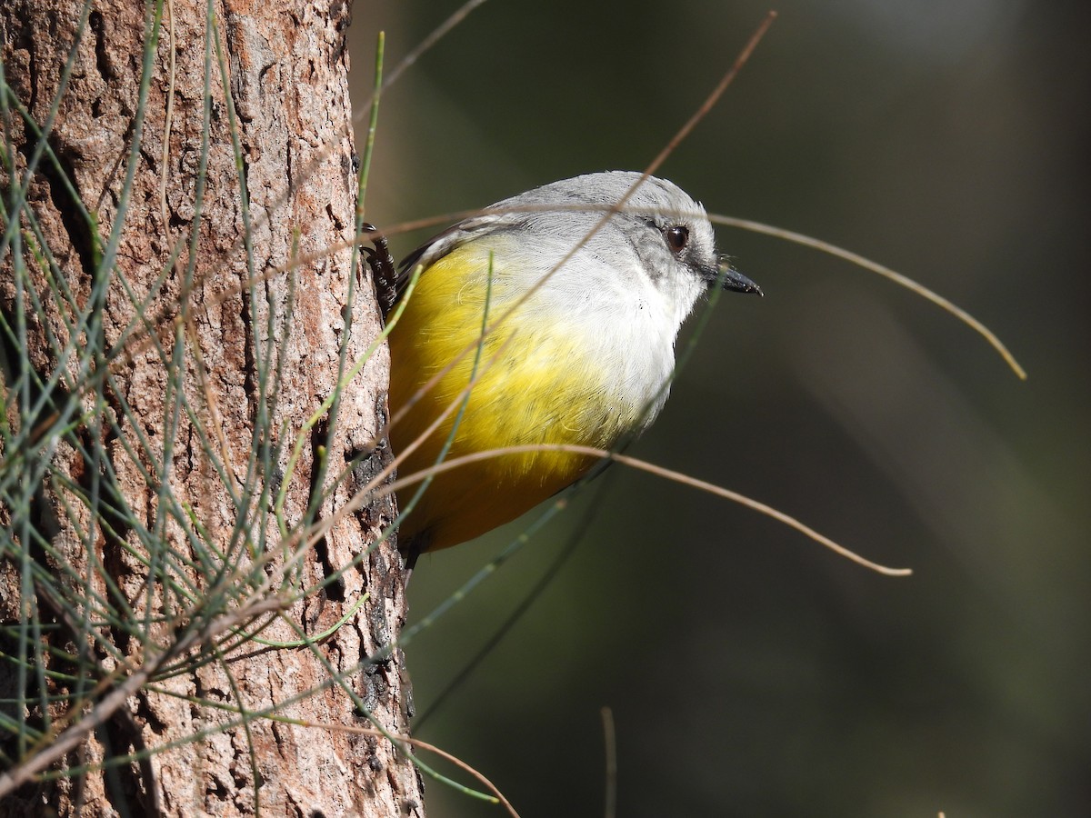 Western Yellow Robin - ML641450427