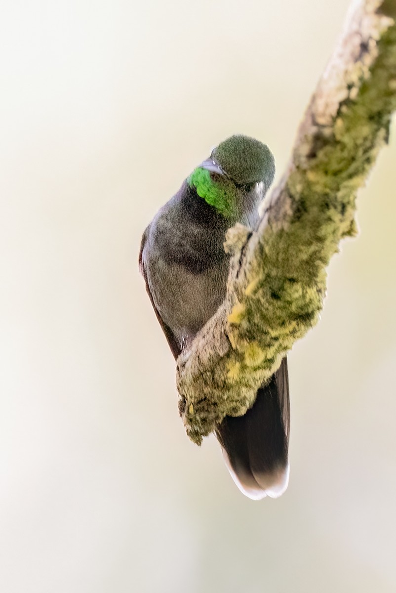 Emerald-chinned Hummingbird - ML641450434
