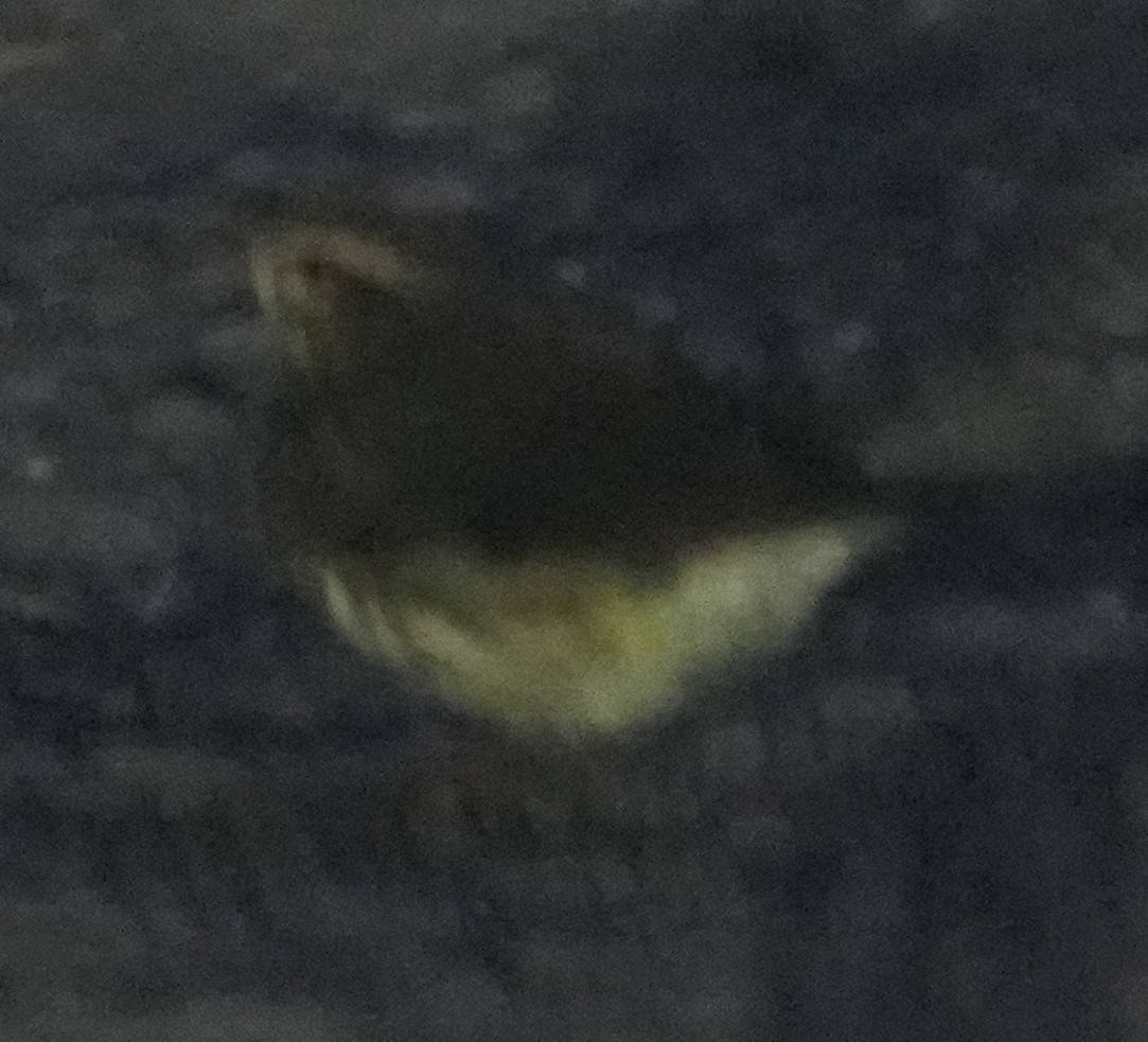 Northern Waterthrush - ML641450493