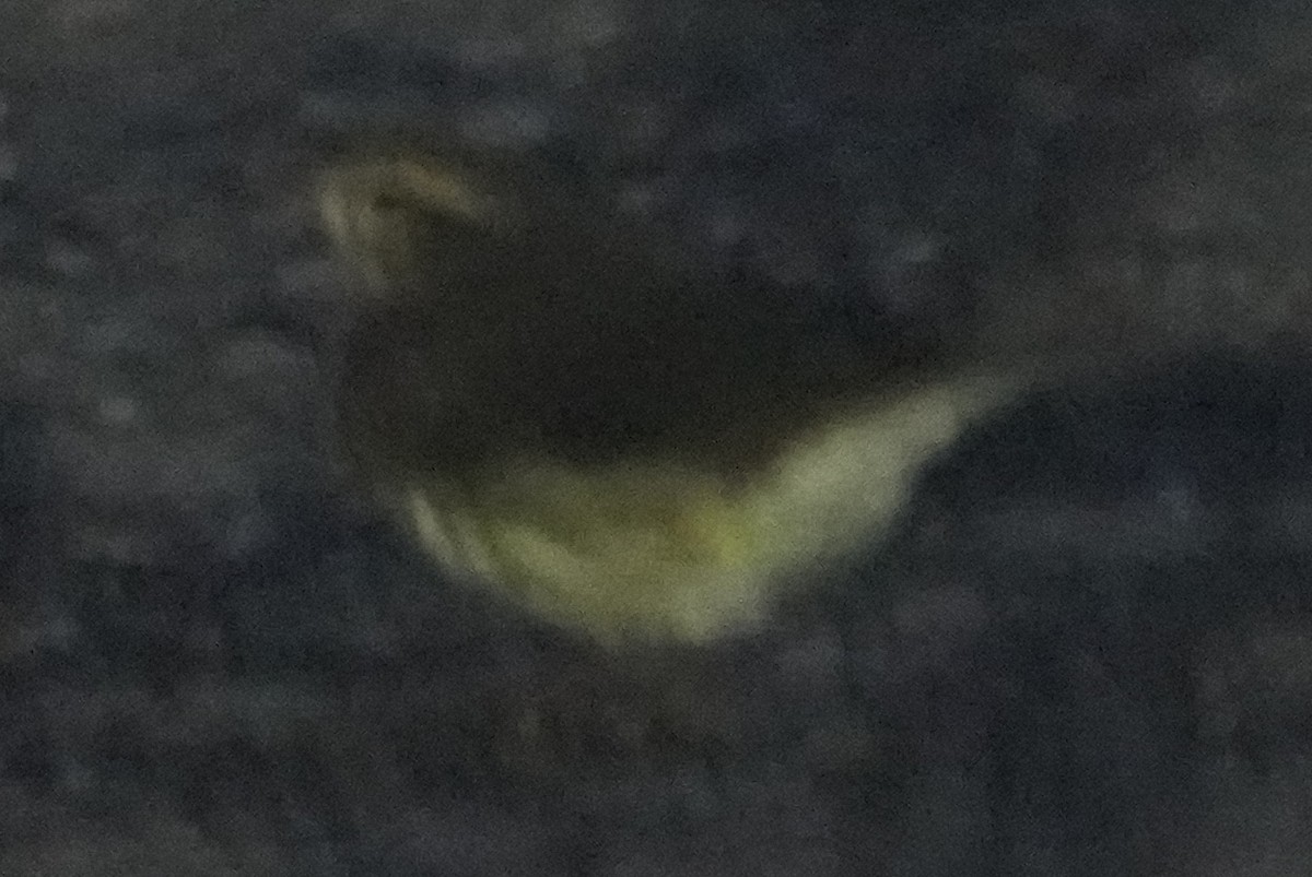 Northern Waterthrush - ML641450494