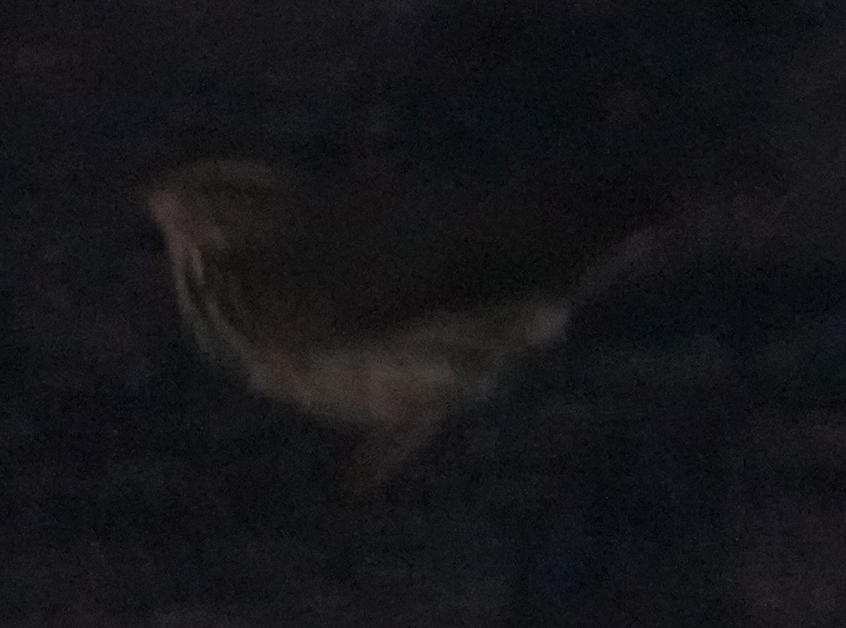 Northern Waterthrush - ML641450495