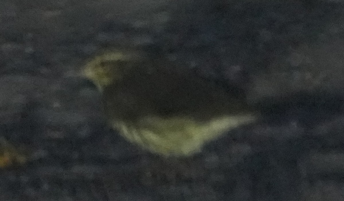 Northern Waterthrush - ML641450496