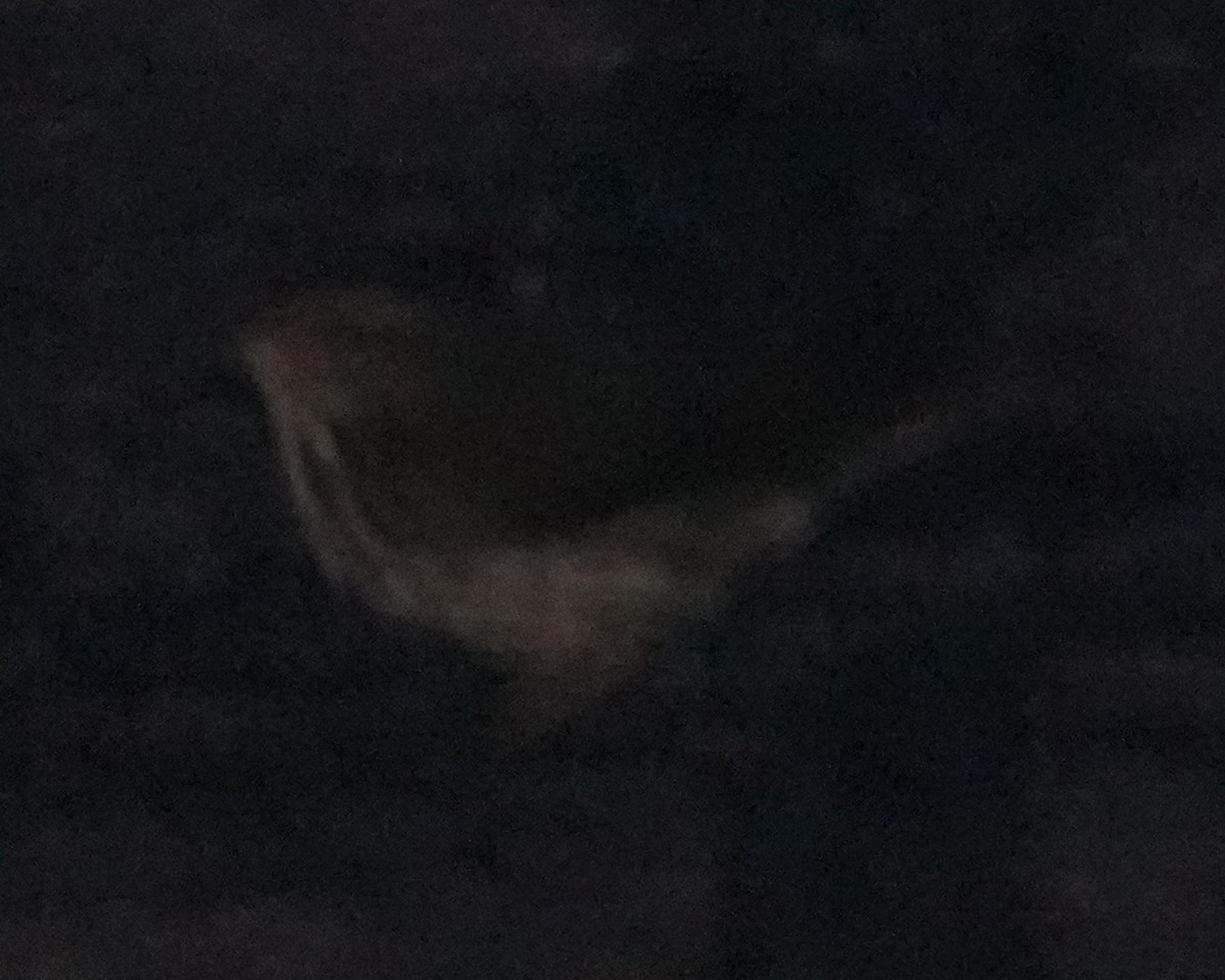 Northern Waterthrush - ML641450497