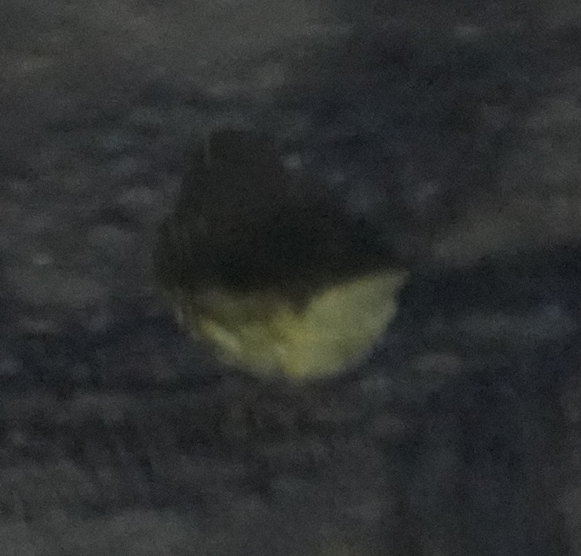 Northern Waterthrush - ML641450498